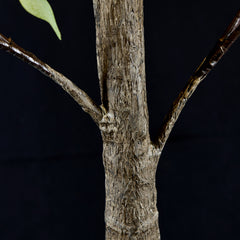 Lighted Eucalyptus Tree Lamp - Decorative Eucalyptus Tree Lights for Home Decor image 4